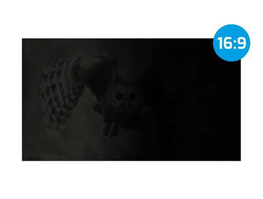 OWL 15.6"